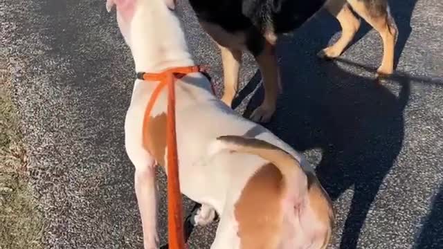 #42 GSD, #43 White pit mix December 2021 / #1 January 2022