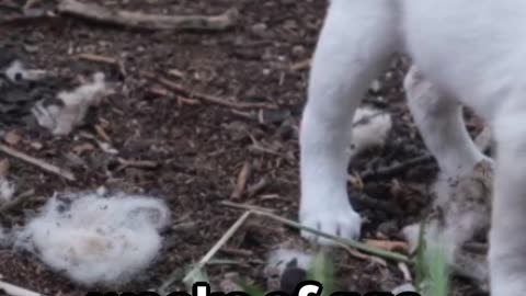 Puppy Power : Socialization