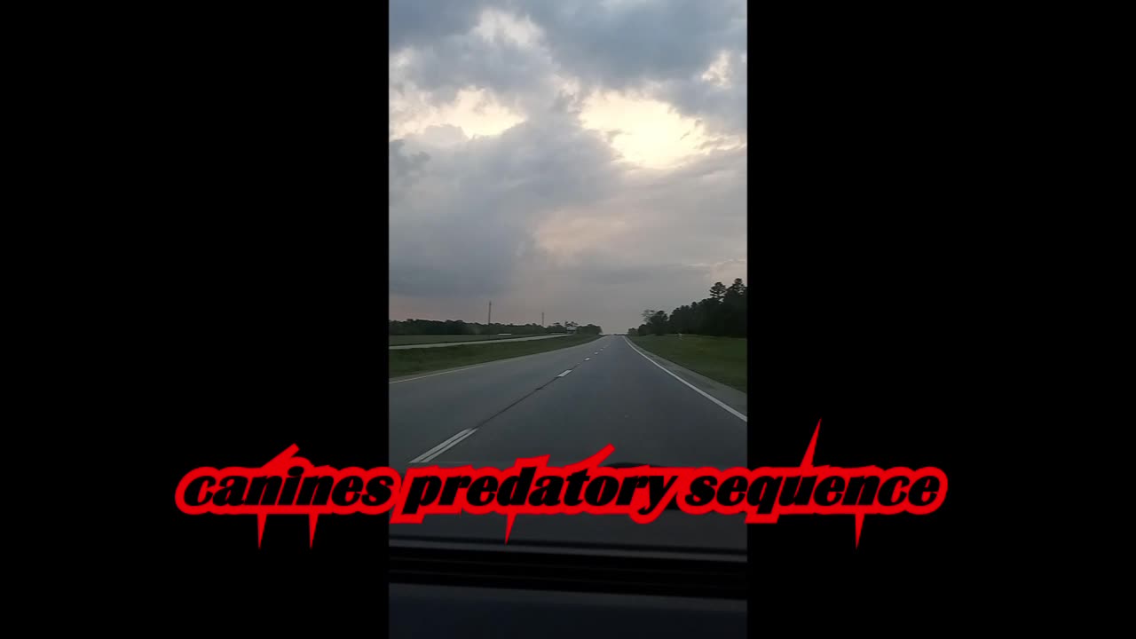 canines predatory sequence