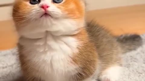 This is adorable 😍 cats