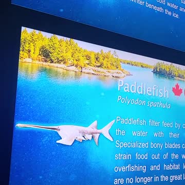 Paddle fish Ripleys Aquarium Canada