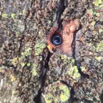Chemtrails Sprayed On Protesters in Canberra?