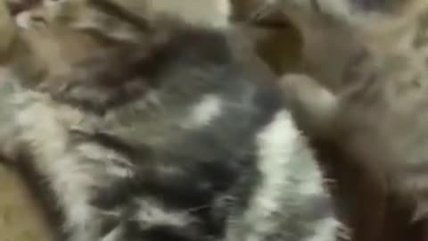 Cute kitten/funny kitten video