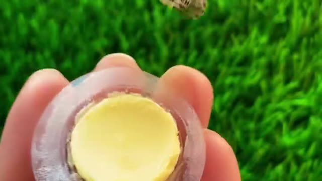 JapanesePudding#shorts#shortsvideo