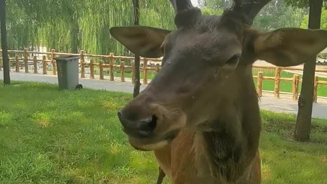 Beautiful antlers