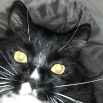 My Cat, riding the Tube!