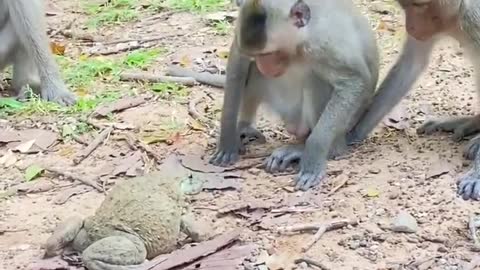 MONKEY FUNNY VIDEO