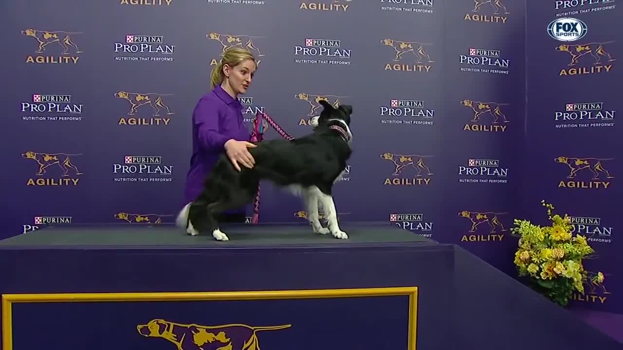 P!nk the border collie wins back-to-back titles at the 2019 WKC Masters Agility | FOX SPORTS