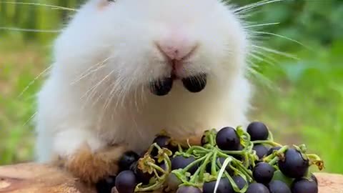 The little bunny eats bursting berries.