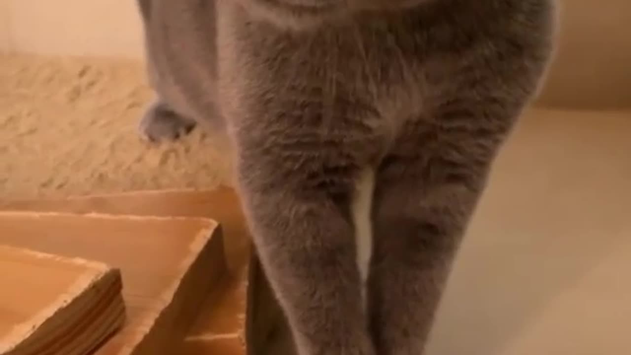 Funny cat video |Cat funny video