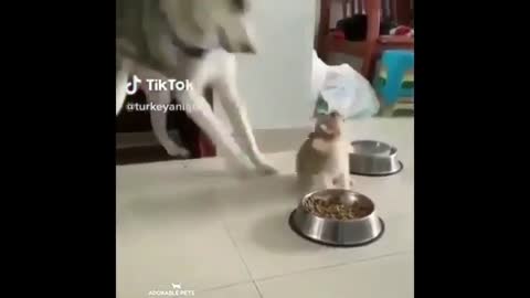 Funny dog and baby dog