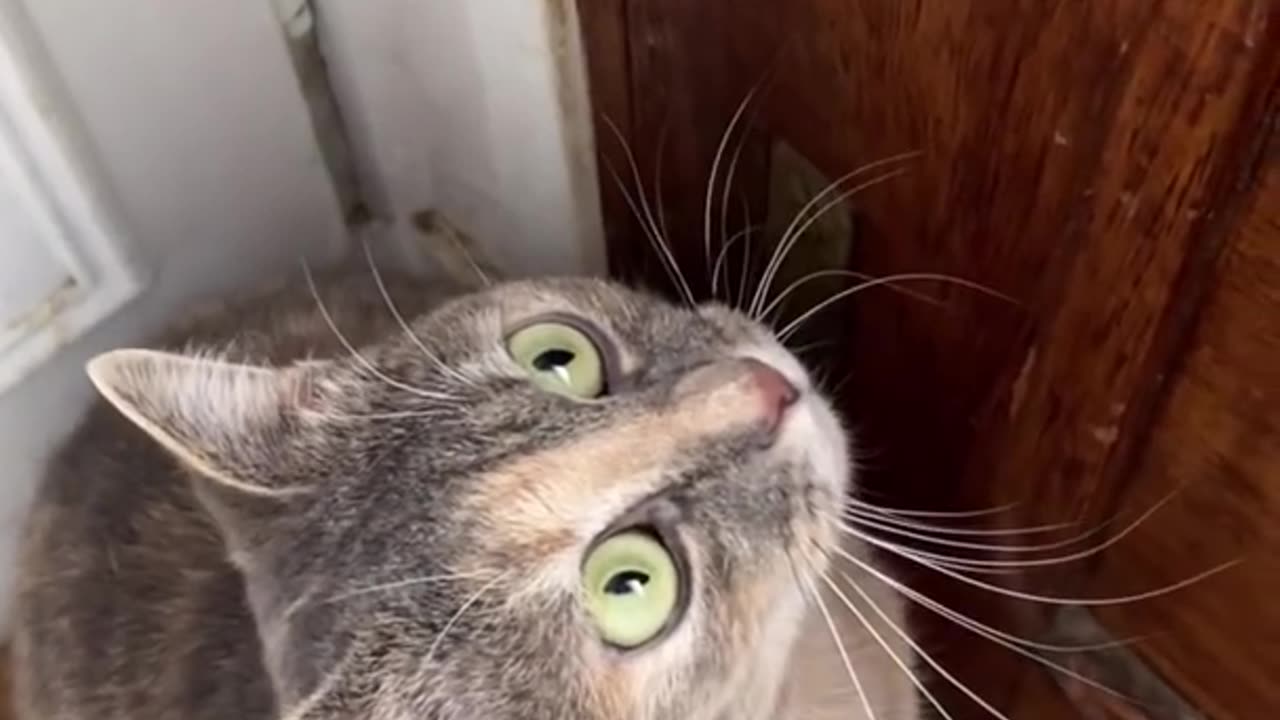 Cat's sound attract other cat