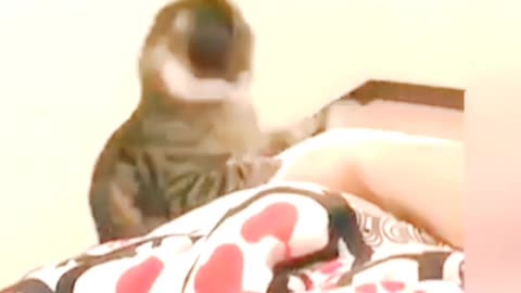 Cute and funny animals 🐈🙀🐈🙀