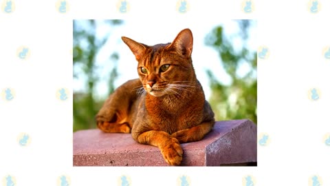 8 Cat Breeds that Can Act like “Guard Cats