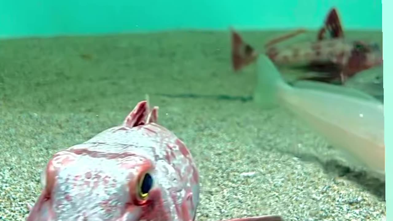 strange fish