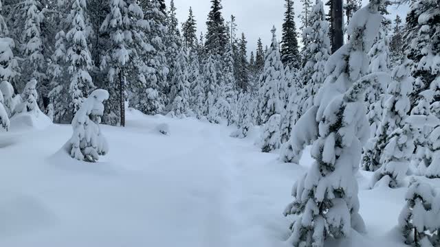 Like a Wild Christmas Tree Farm – Central Oregon – Vista Butte Sno-Park – 4K