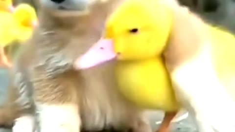 Puppies and duckling are friends...