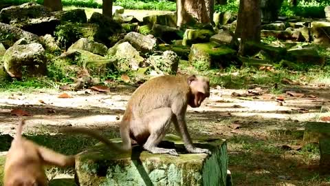 Two year old male so happy when three year old female give him breeding baby