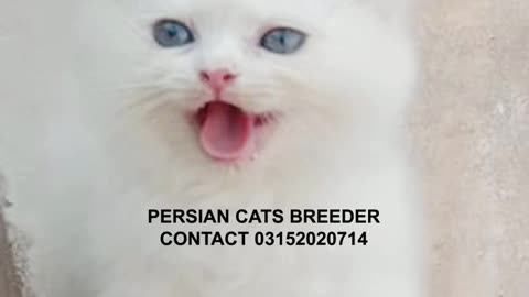 Snow White Baby boy Persian Kitten Cute Pictures
