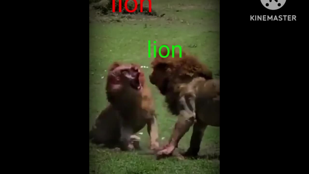 New fighting lion vs lion