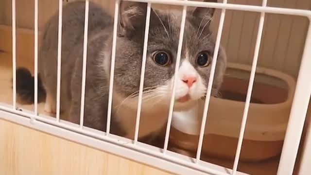 He kept swallowing😂😂#cat #catsoftiktok #funny