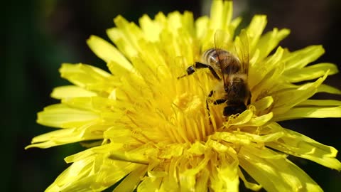 Relaxing Piano Music - Quick Relax - Bee on a Flower - Refreshing Music