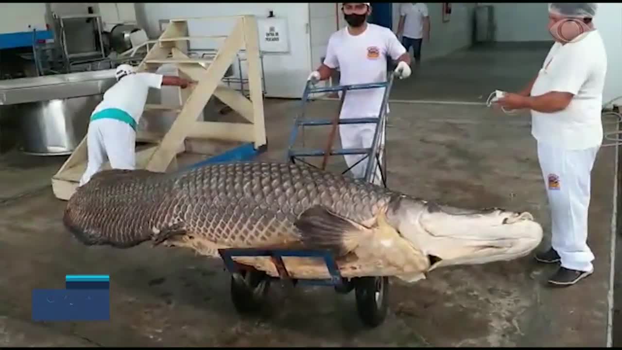 Amazon fish 3 meters long