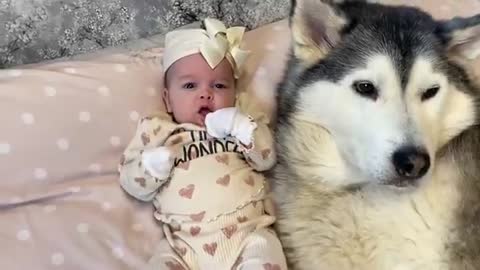 Husky Does Everything She Can To Protect My Newborn Baby!!! [CUTEST REACTION!!]