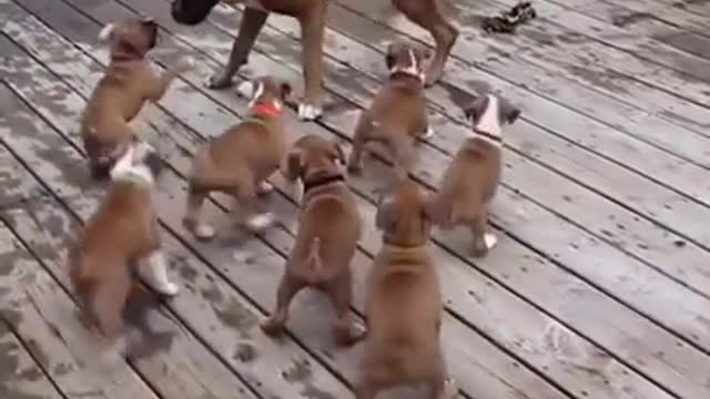 Oh No! Watch Puppies ridiculously mistake Father for Mother!