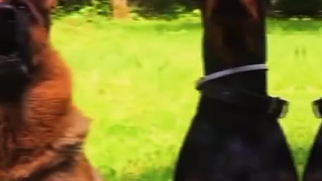 Cute dog puppy beautiful perty dogs video part 2