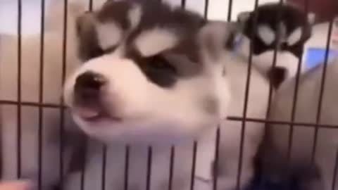 Cute Puppies Doing Funny Things