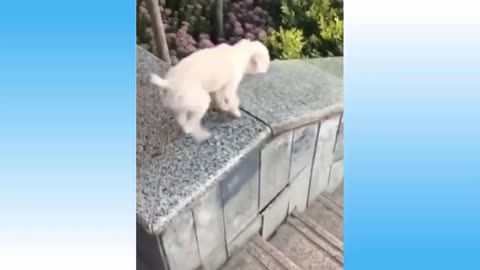 Top Funny Cat Videos Of The Weekly - do not laugh