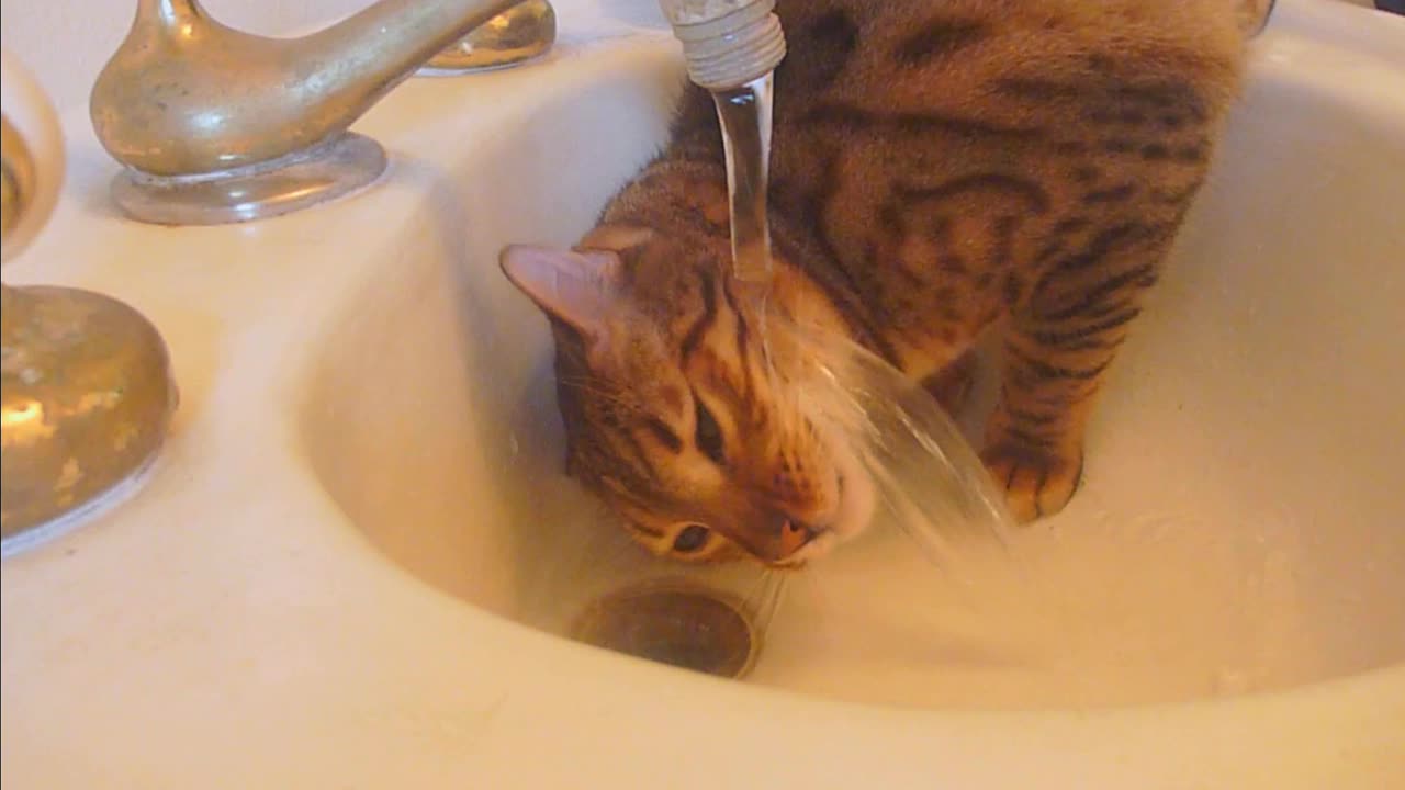 Watch how cats drink water