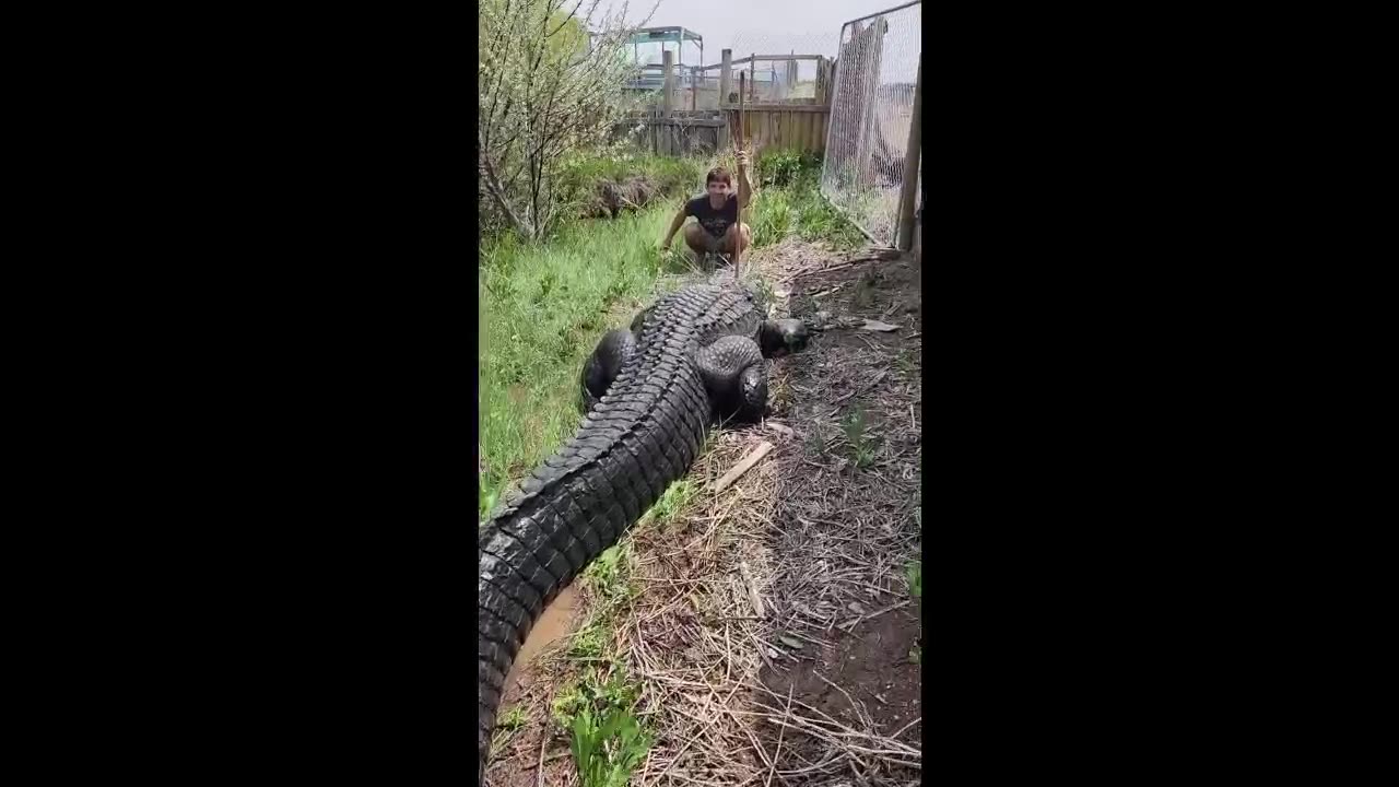 learn how to feed your pet crocodile