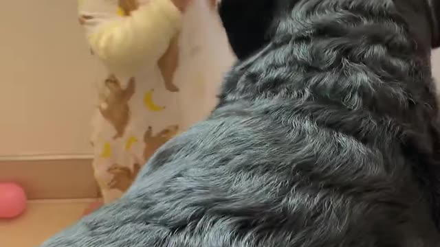 Toddler Giggles and Hides Behind Curtain While Pet Dog Licks her Face