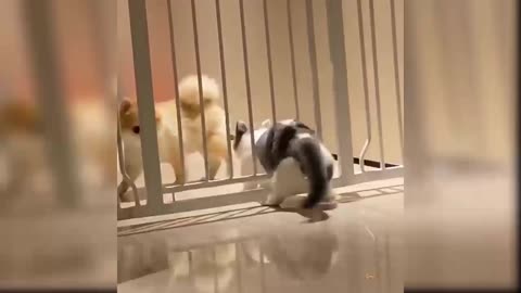Cute cat stuck on the fence because it's too fat I won't try it again