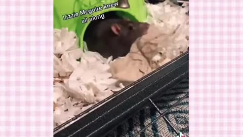 Pet Rat Tik Toks Cuz I Love Rats