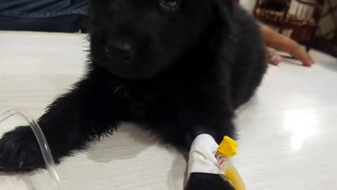 Parvo virus infection in a puppy