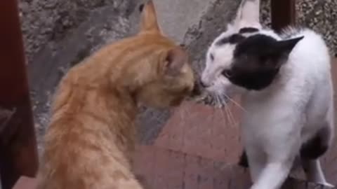 Funny Cats 😹 - Don't Try To Stop Laughing 🤣 - Funniest Cats Ever