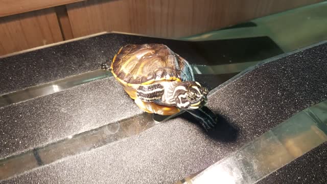 Peninsula cooter in a tanning with one paw