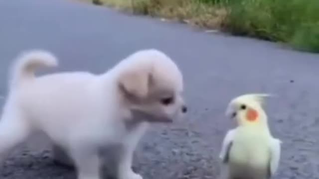 Crazy pets action😁funny moves cats video #Shorts