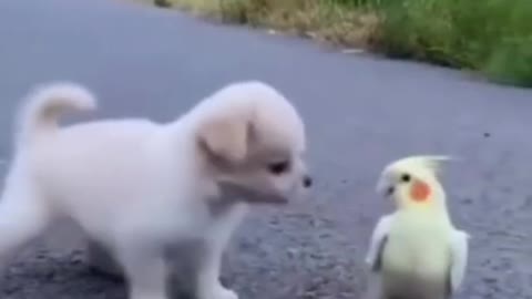 Crazy pets action😁funny moves cats video #Shorts