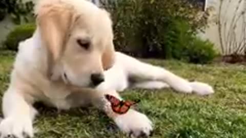 Dog 🐕 with butterfly 🦋