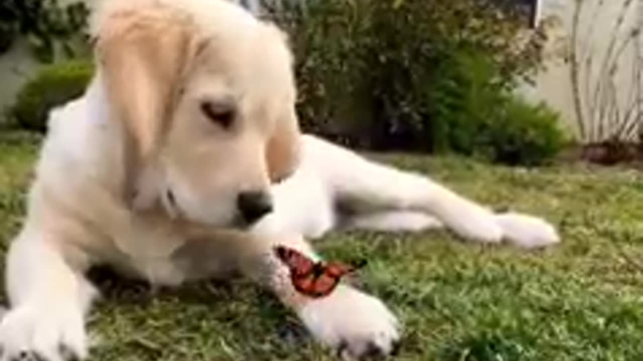 Dog 🐕 with butterfly 🦋