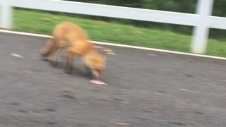 Foxy training my fox