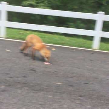 Foxy training my fox