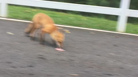 Foxy training my fox