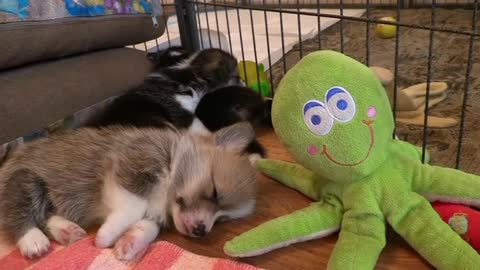 cat sleep with toy