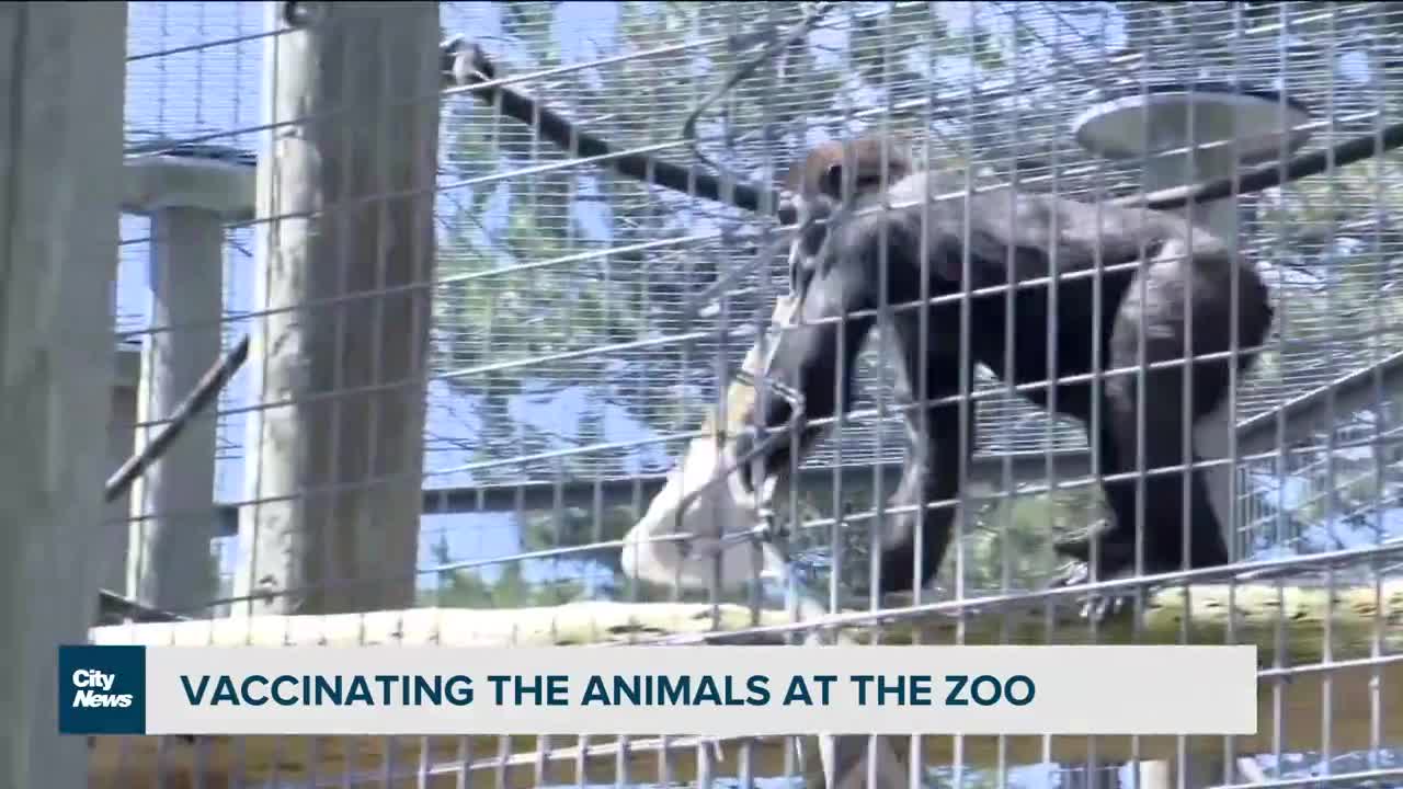 Vaccinating Animals in the Zoo????????? Why?