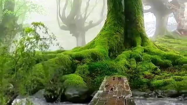 #scenery #nature #healing #tree
